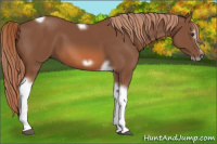 Horse Color:Liver Chestnut Tobiano Frame 