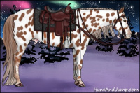 Horse Color:Liver Chestnut Near Leopard Rabicano 
