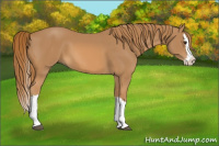 Horse Color:Chestnut Splash 
