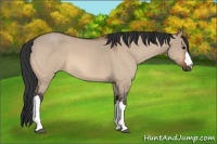 Horse Color:Bay Roan Dun 