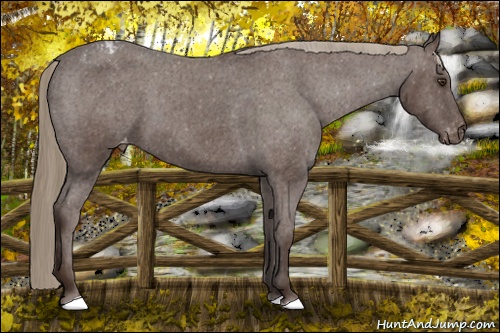 Horse Color: Liver Chestnut Varnish 