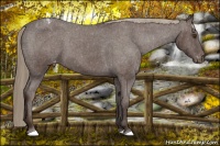 Horse Color:Liver Chestnut Appaloosa 