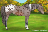 Horse Color:Bay Tobiano Appaloosa 