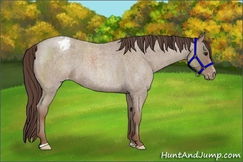 Horse Color: Classic Champagne Roan Sabino Blanket 