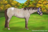 Horse Color:Classic Champagne Roan Sabino Blanket 