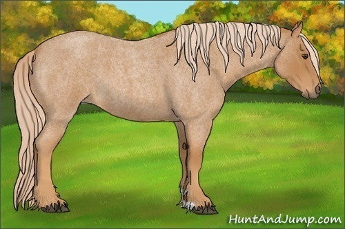 Horse Color:Red Roan