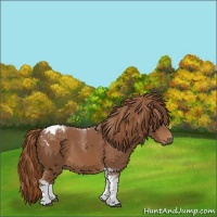 Horse Color:Chestnut Tobiano Rabicano