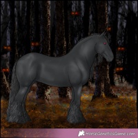 Horse Color:Black Rabicano 