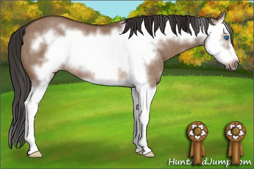 Horse Color: Bay Dun Sabino Splash Frame Rabicano 