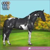 Horse Color:Black Tobiano Rabicano 