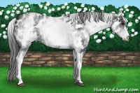 Horse Color:White Spotted Black Appaloosa 