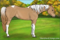 Horse Color:Chestnut Tobiano 