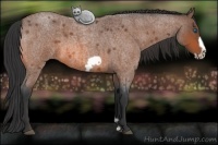 Horse Color:Bay Roan Frame 