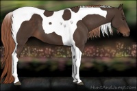 Horse Color:Liver Chestnut Tobiano 