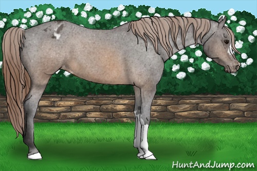 Horse Color: Buckskin Varnish 