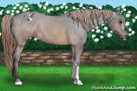 Horse Color:Buckskin Varnish 