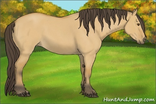 Horse Color: Buckskin Roan Dun 