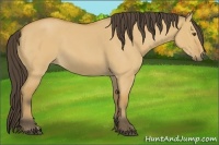 Horse Color:Buckskin Roan Dun