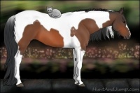 Horse Color:Bay Tobiano 