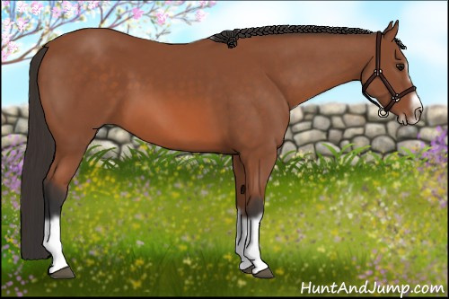 Horse Color: Bay Splash Frame 