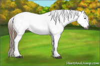 Horse Color:Gray Chestnut Appaloosa