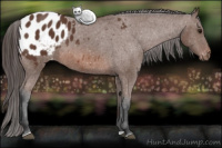 Horse Color:Bay Appaloosa