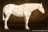 Horse Color:Palomino Appaloosa 