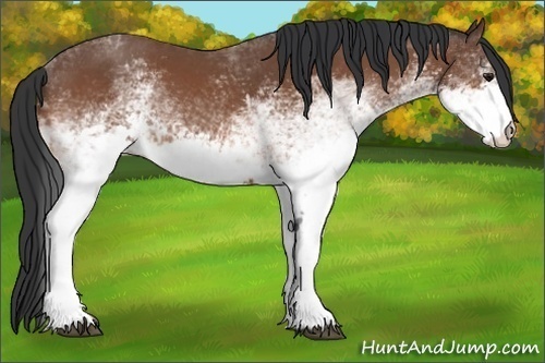 Horse Color:White Spotted Bay 