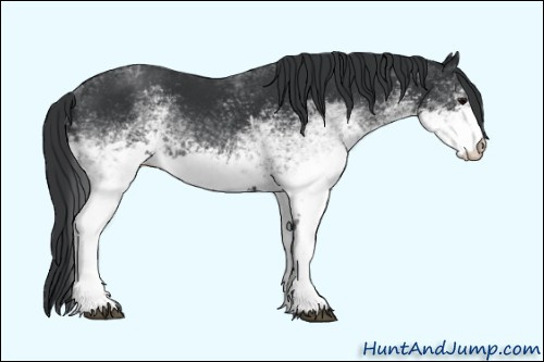 Horse Color: White Spotted Black 