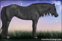 Horse Color:Black  Brindle