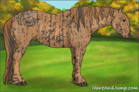 Horse Color:Black  Brindle