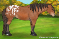 Horse Color:Bay Appaloosa 