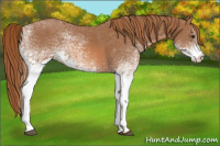 Horse Color:White Spotted Chestnut 