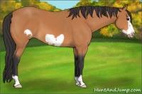 Horse Color:Bay Frame 