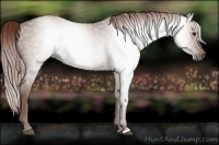 Horse Color:Gray Chestnut 