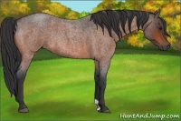 Horse Color:Bay Roan Rabicano 