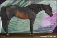 Horse Color:Brown Rabicano Brindle