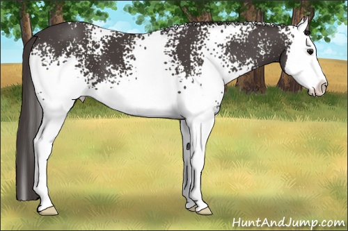 Horse Color:White Spotted Smoky Black Splash 