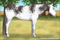 Horse Color:White Spotted Smoky Black Splash 