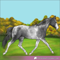 Horse Color:Black Merle Tobiano Rabicano 