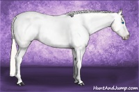 Horse Color:Gray Silver Amber Cream Champagne Roan Dun Splash Tobiano Frame Appaloosa Rabicano