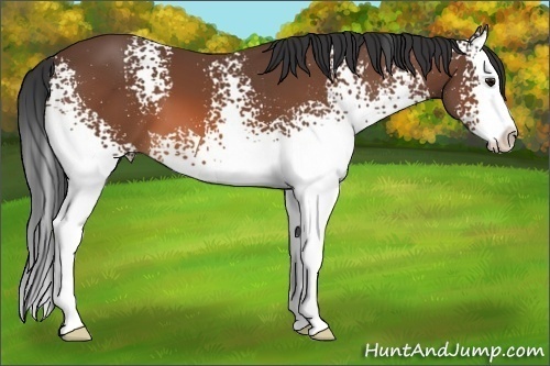 Horse Color: White Spotted Bay Splash 