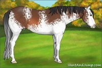 Horse Color:White Spotted Bay Splash