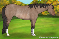 Horse Color:Bay Dun Rabicano 