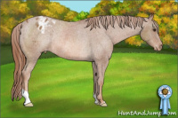 Horse Color:Chestnut Appaloosa Rabicano 