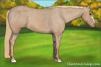 Horse Color:Chestnut Appaloosa 