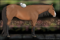 Horse Color:Bay Splash 