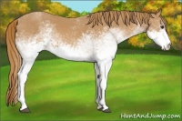 Horse Color:White Spotted Chestnut 