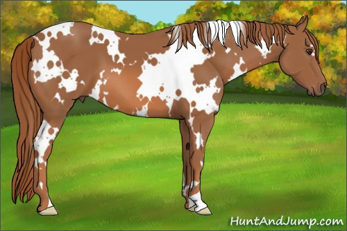 Horse Color: White Spotted Chestnut 