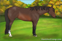 Horse Color:Brown Sabino